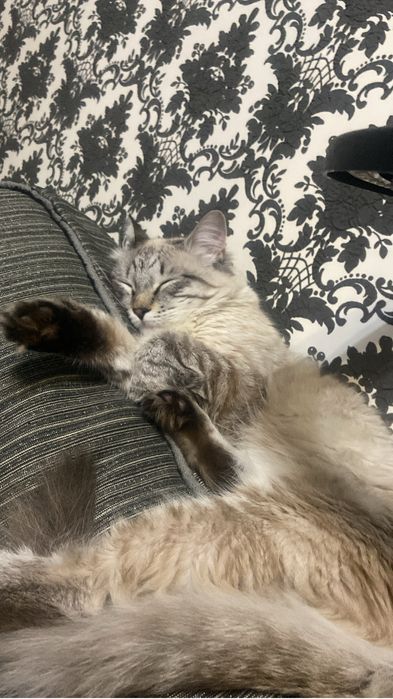 Кот в добрые руки