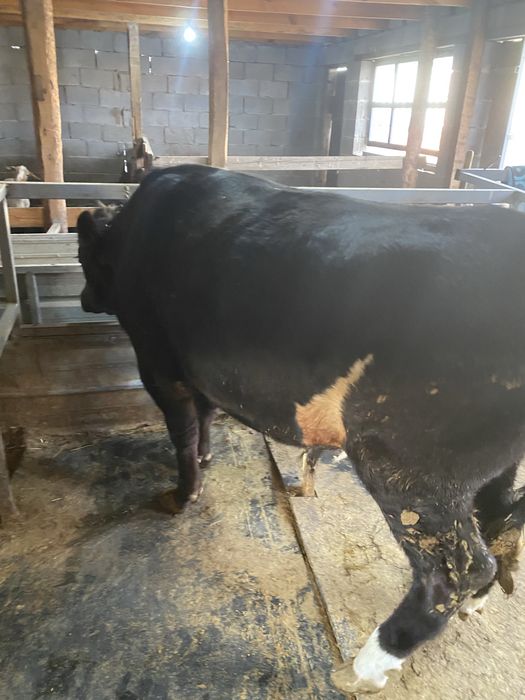 Быки Алатауская порода