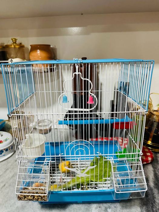 Nar kanareka juda zur sayraydi