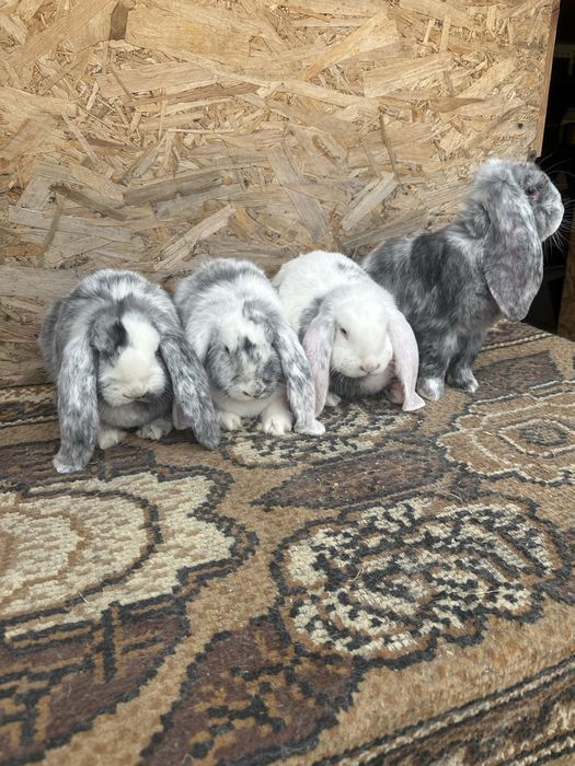 Iepuri berbec german