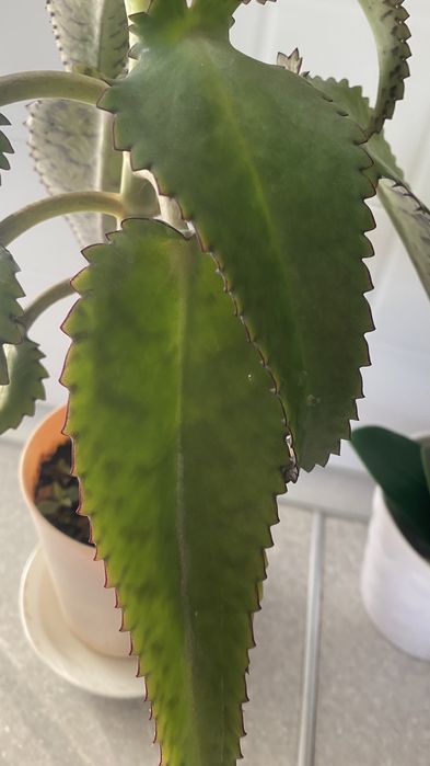 каланхоэ лечебный