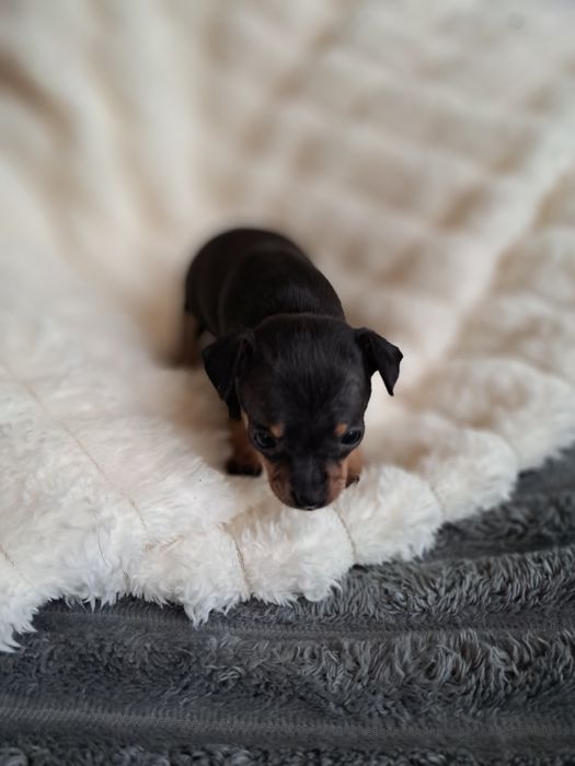 Продам мини той терьера девочку