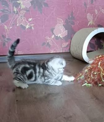 Роскошные Котята