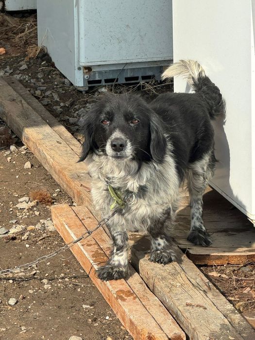 Спаниель  чистокровные