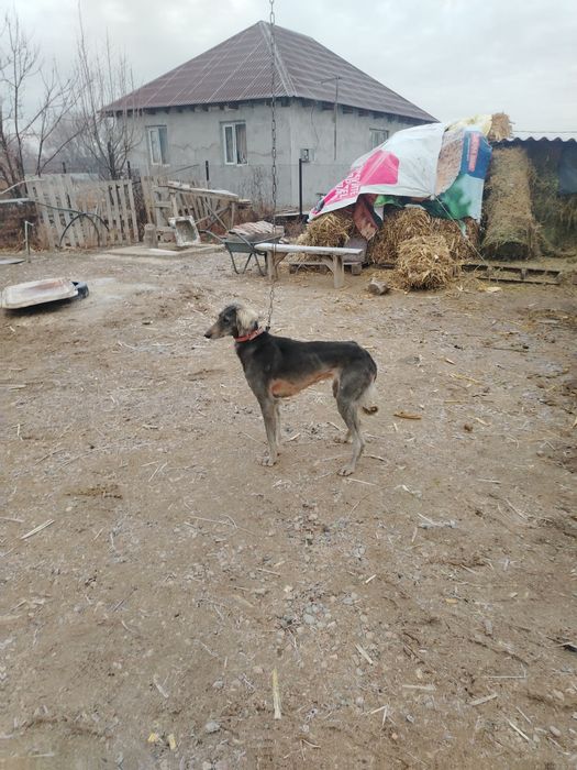 Тазы ит  сатылады