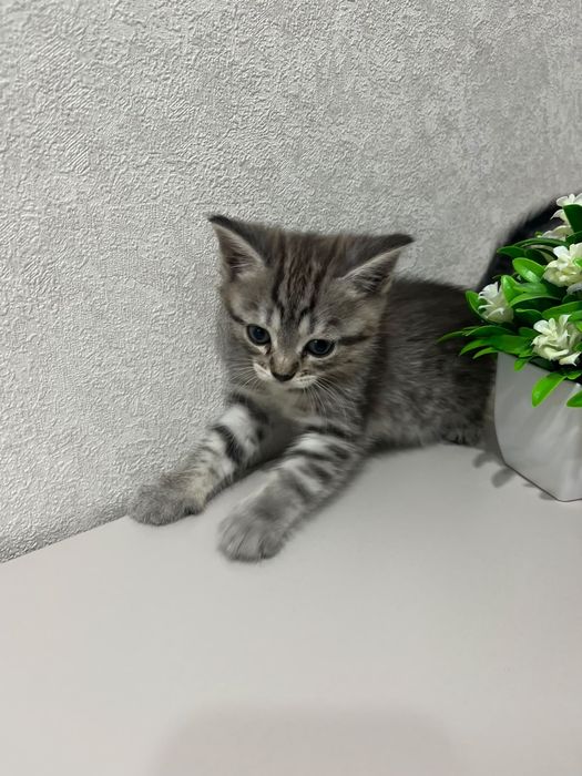 Котёнок девочка 1,5 месяца