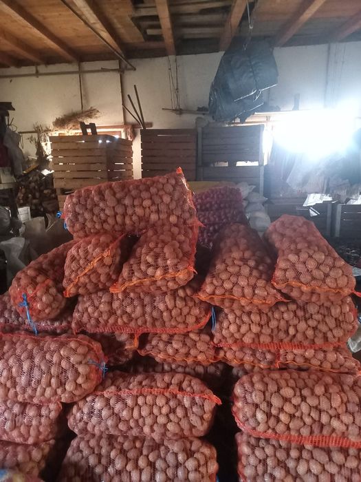 Cartofi de sămânță