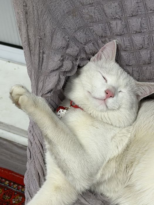 Кот симба 7 месяцев