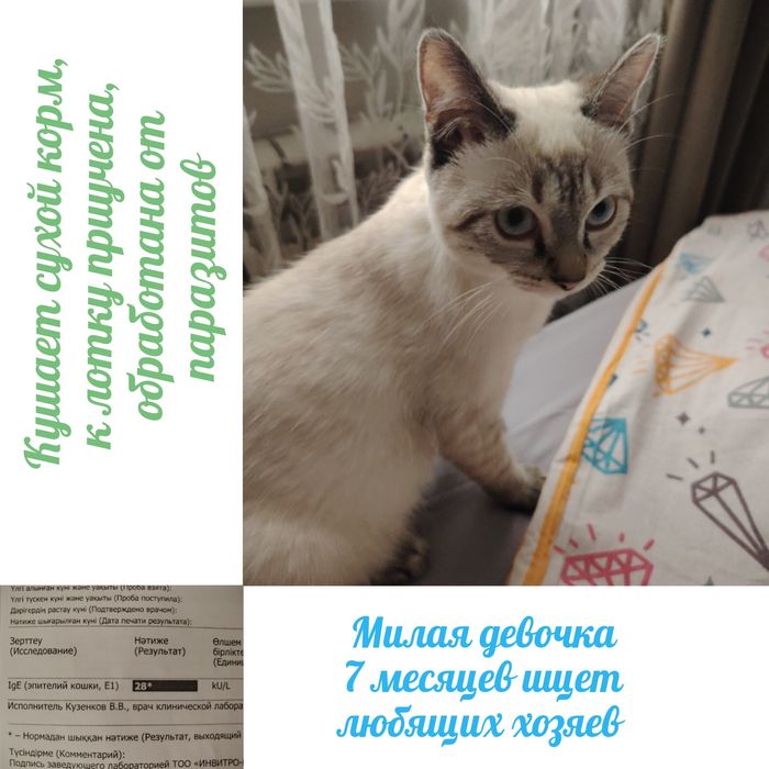 Котёнок в добрые любящие руки
