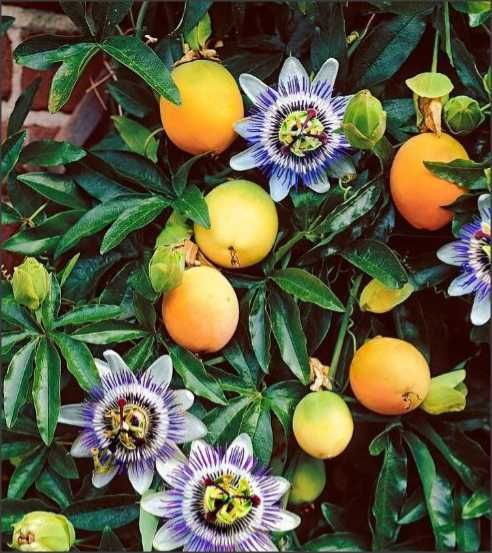 floarea pasiunii - 20 seminte Passiflora Hibride Purple