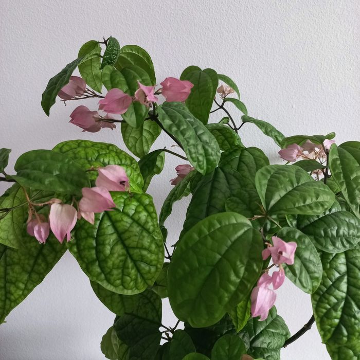 Клеродендрум,комнатный цветок