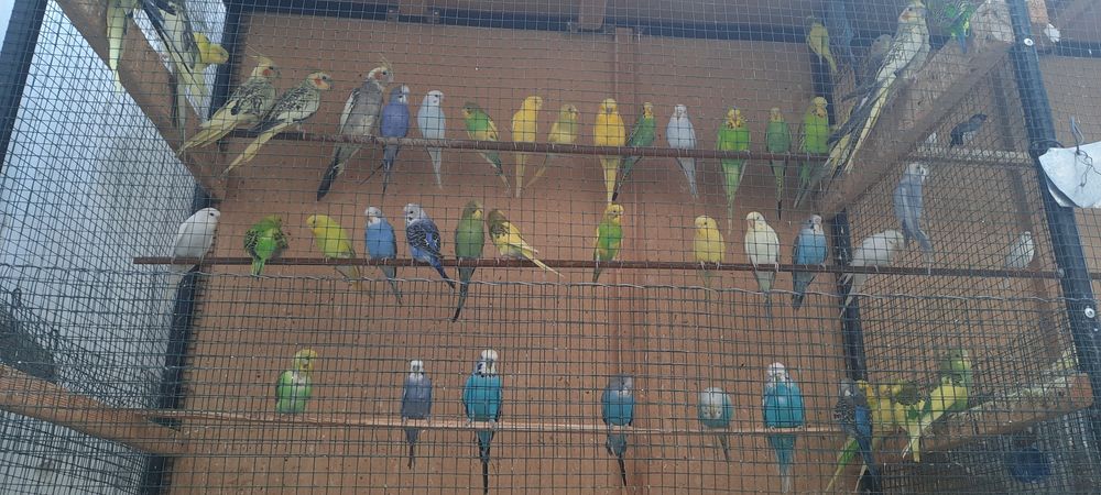 Тотықустар және клеткалар сатылымда