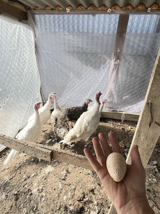 Индук жумырткасы инкубатор