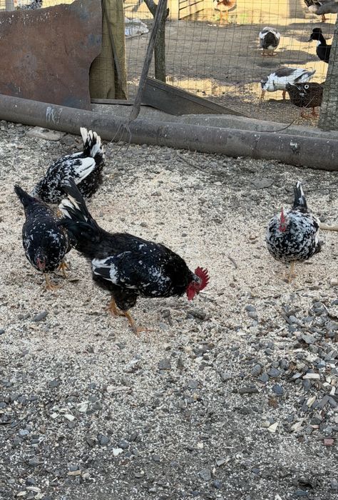 Oua incubat Pita Pinta, Marans si Araucana