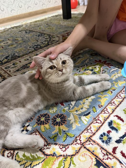 Котенок шотландский