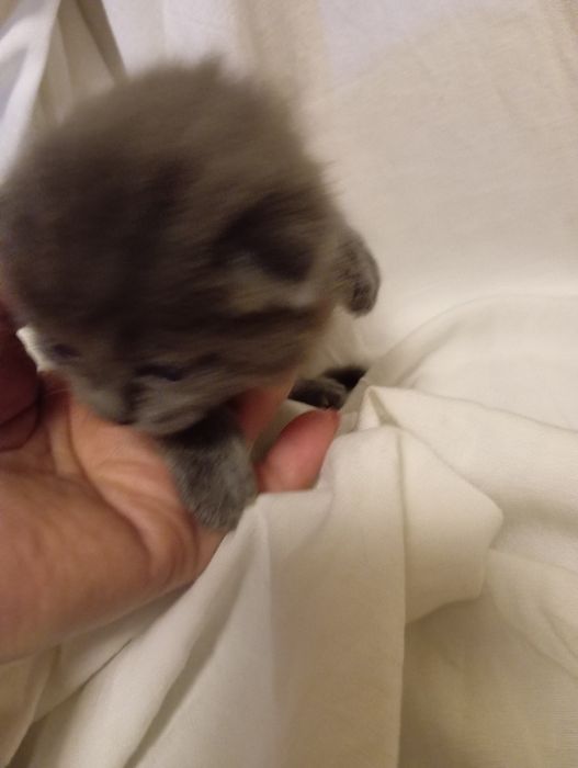 Котята британцы веслоушки