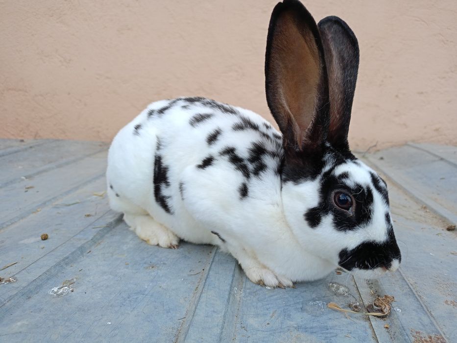 Iepuri Rex Dalmațian