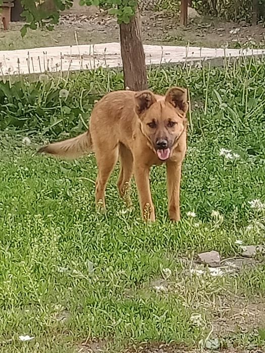 Отдам в хорошие руки