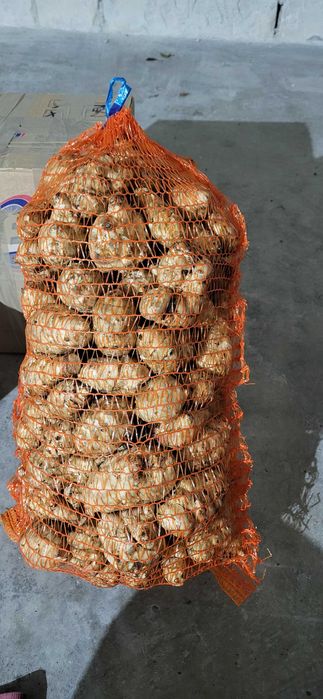 Topinambur bio productie proprie