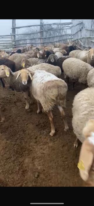 Продам баран оптом