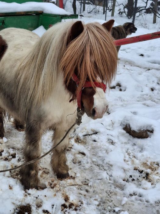 Poneu de de vânzare
