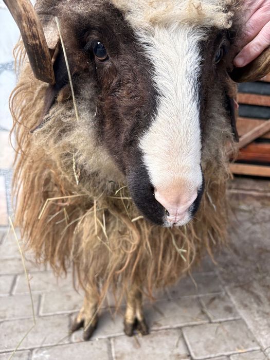 Berbec turcan varsta de un an si pret negociabil