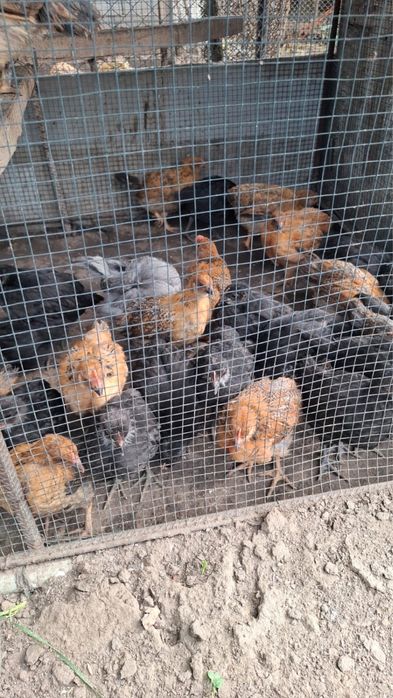 Продам месячные цыплята 40шт