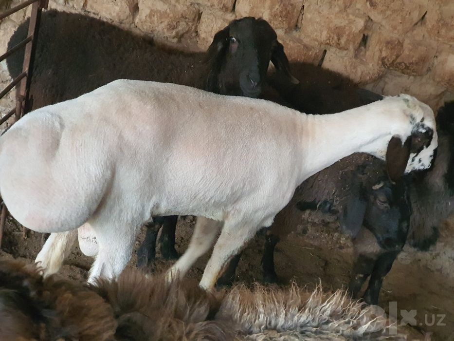Qassob serviz halol pokiza