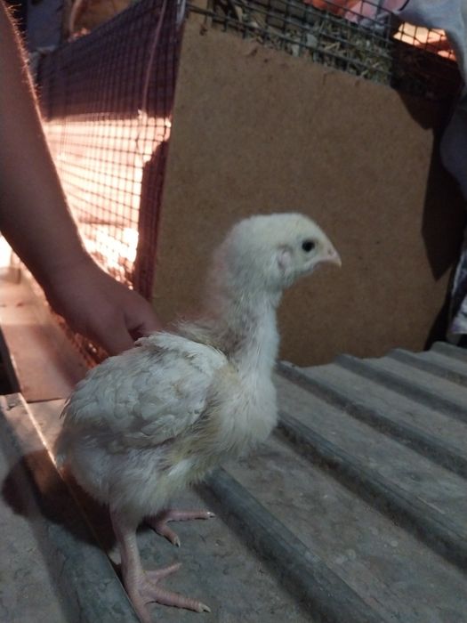 Циплята 1 2 месяца