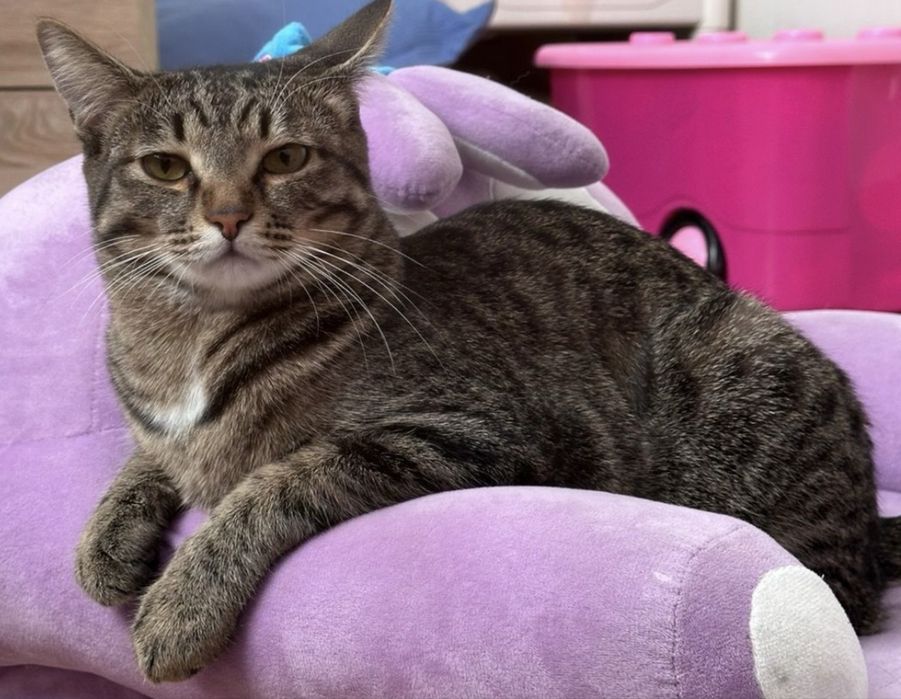 Кот ждет заботливого хозяина!