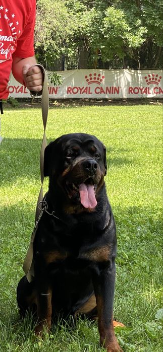 Шикарный кобель для вязки