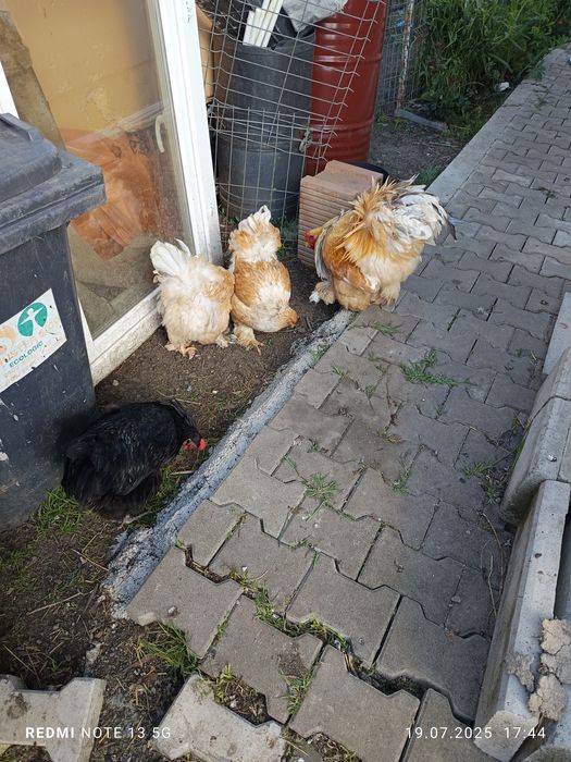 Pui de austrolorp și brahma