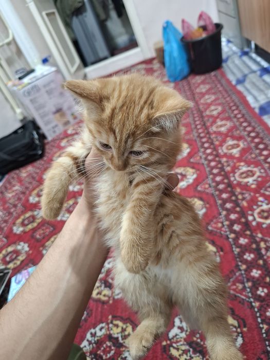 Scotish straght, скотиш страйт