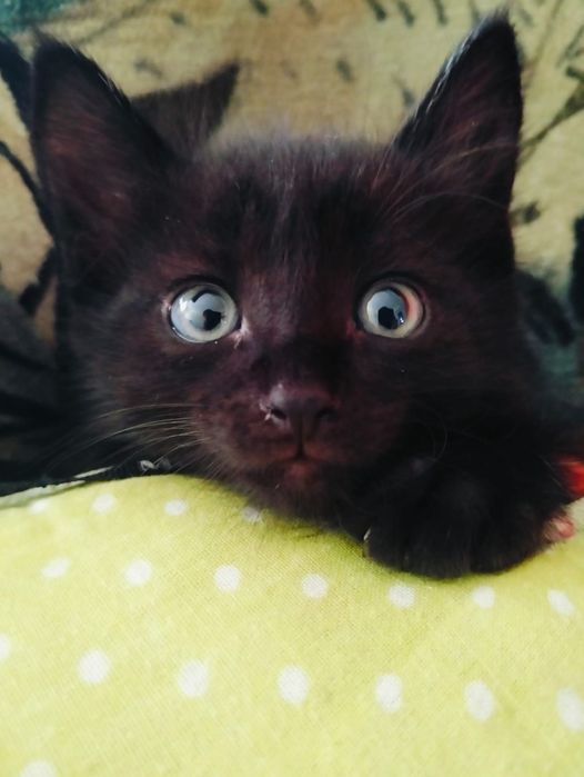 Отдам котят , мальчики