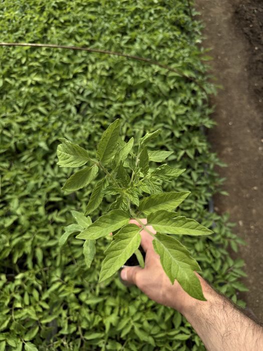 Разсад домати ранни- директно от производител!