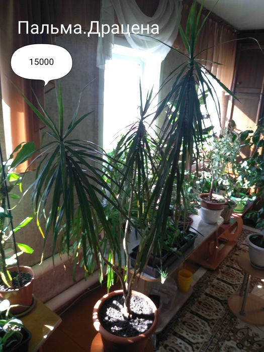 Цветы для дома и офиса