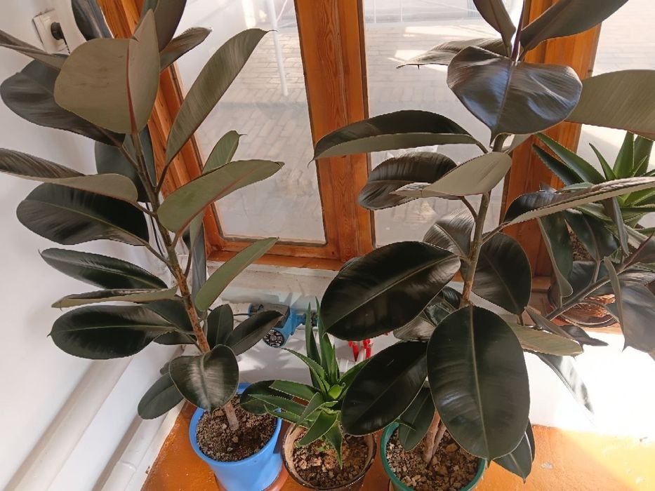 Xonna  Gullari  sotilladi