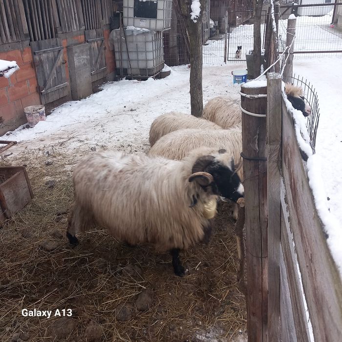 Oi de vînzare 6 bucăți