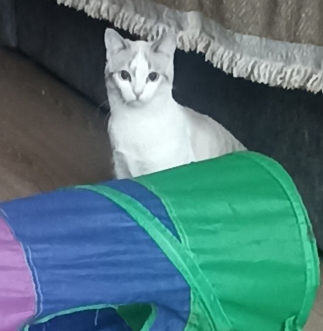 Кошечка,8 мес.в добрые руки