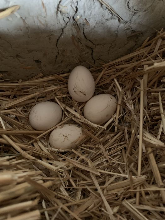 Yaponka tuxumi sotiladi !!!