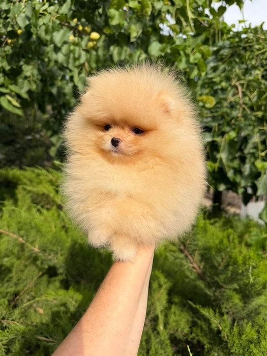 Шпицы щеночки готовы к переезду