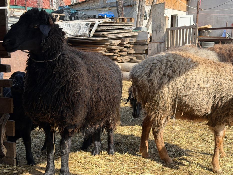 Кой сатылады козылы койлар