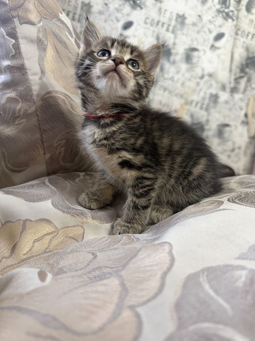 Котенок мейн-кун бесплатно
