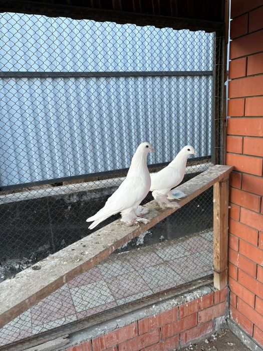 Летние бойные голуб, голубки