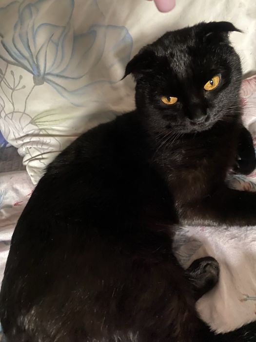 Приглошаем невесту на вязку