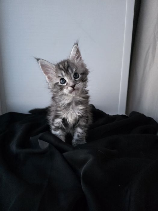 Мейн-кун| Котята | Бронь|