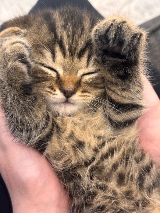 Шотландский вислоухий котенок