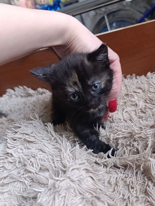 Отдам даром двух котят