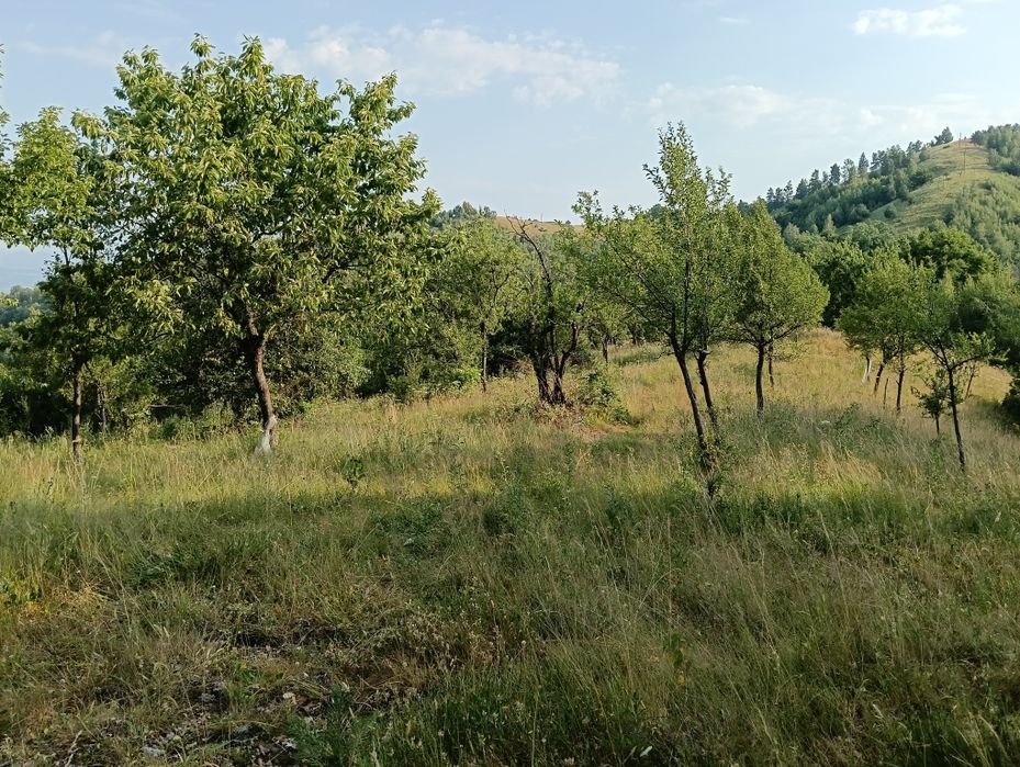 Vând teren în satul Târsa