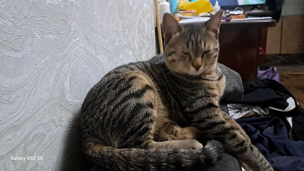 Котенок домашний мальчик